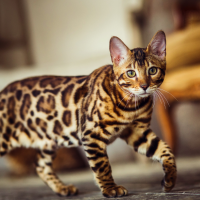 bengal cat walks