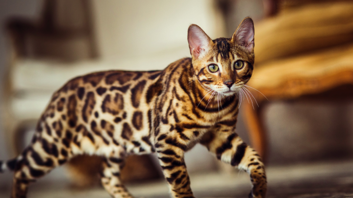 Are Bengal Cats Hypoallergenic? Here’s What You Need To Know