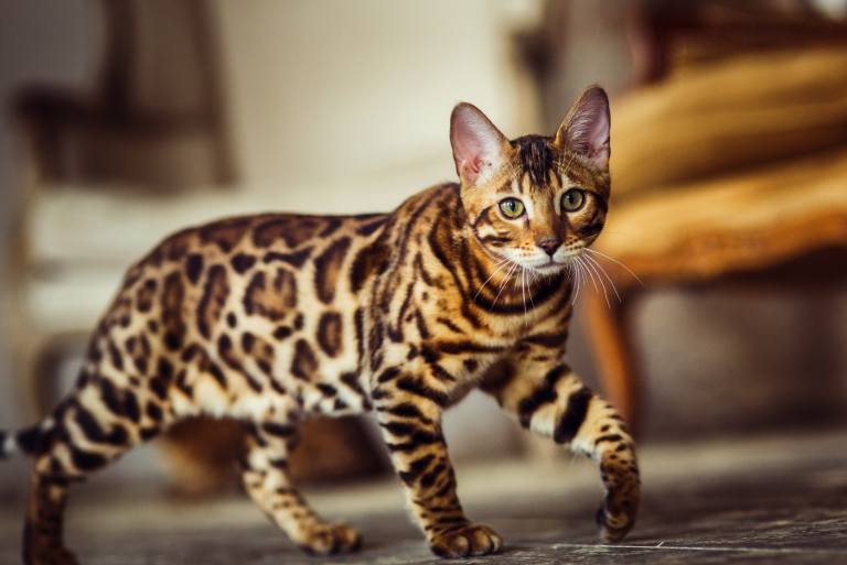 bengal cat walks