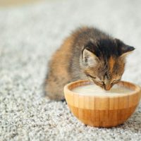 cute kitten drinking milk