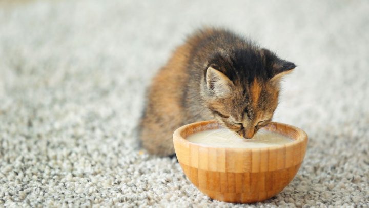 Are Cats Lactose Intolerant? Do They Need Dairy Products?