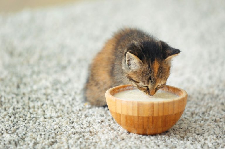 cute kitten drinking milk