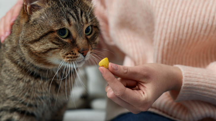 At-Home Deworming For Cats: What You Should And Shouldn’t Use