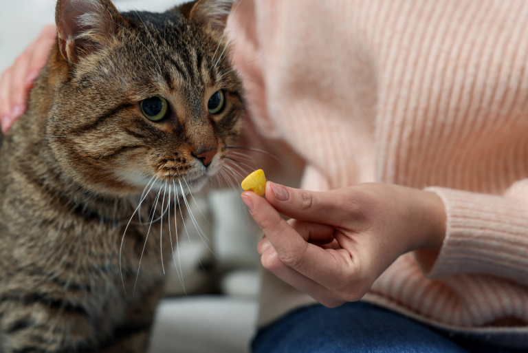 the woman gives the cat medicine