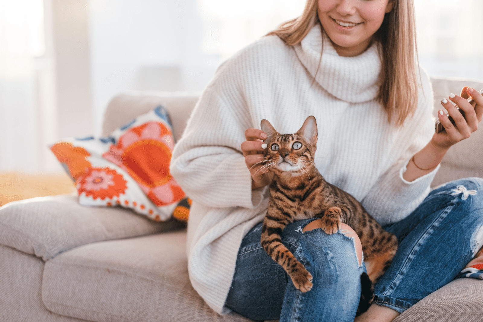 Bengal Cat in the lap of a woman