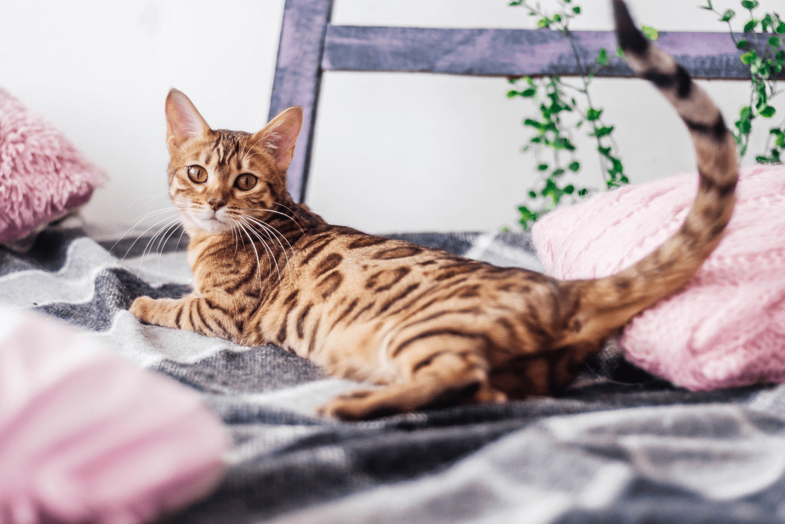 Bengal Cat is lying on the bed