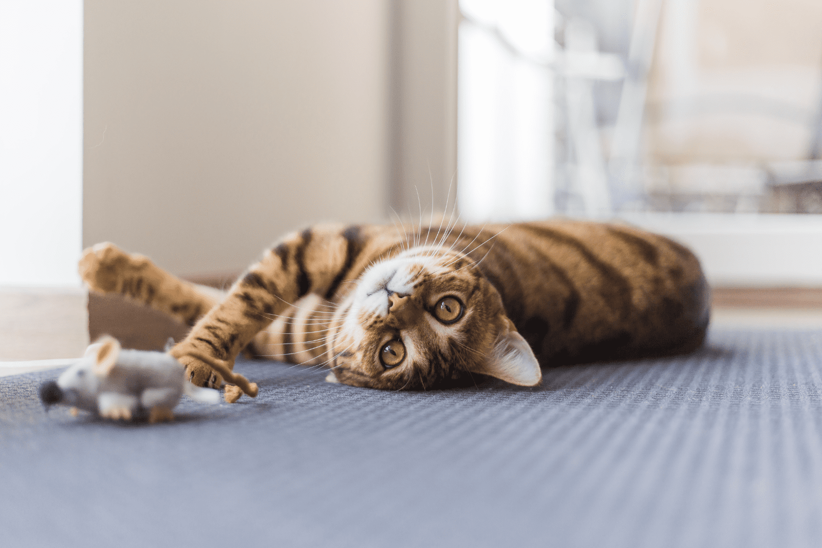 Bengal Cat is playing on the floor