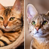 bengal vs savannah cat comparison