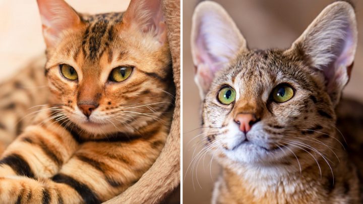 Bengal Vs Savannah – Rivalry Of The Cat Breeds