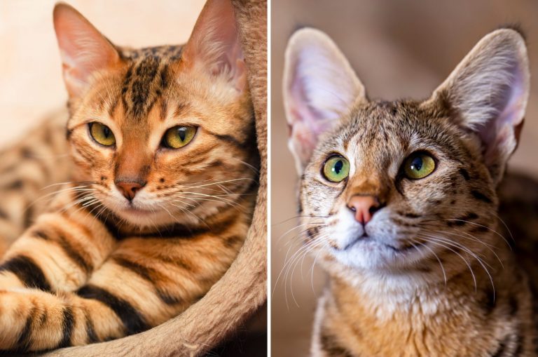 bengal vs savannah cat comparison