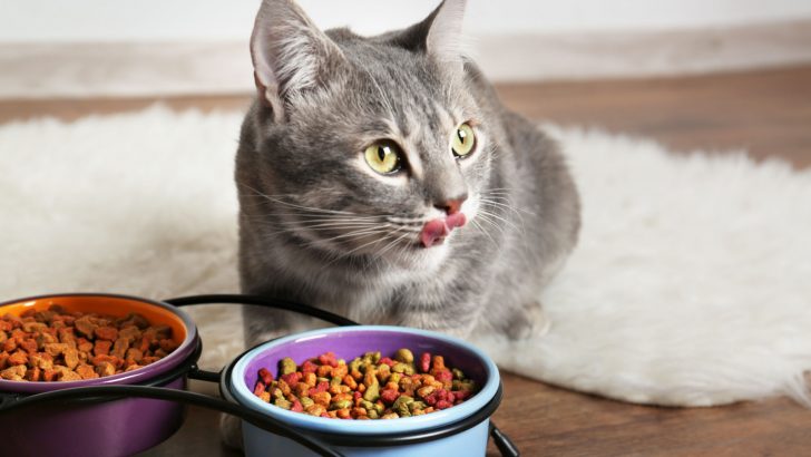Best Cat Food For Older Cats That Vomit: Top 18 Choices (2023)