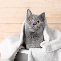 cat after a bath