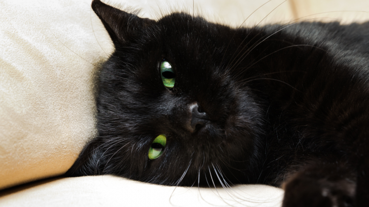 Black Cat With Green Eyes – What A Beautiful Sight!