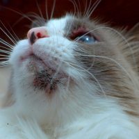 black specks on a cat