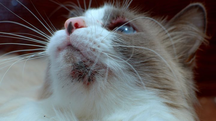 Black Specks: Acne Or Flea Poop On Cat Chin? Explained Below