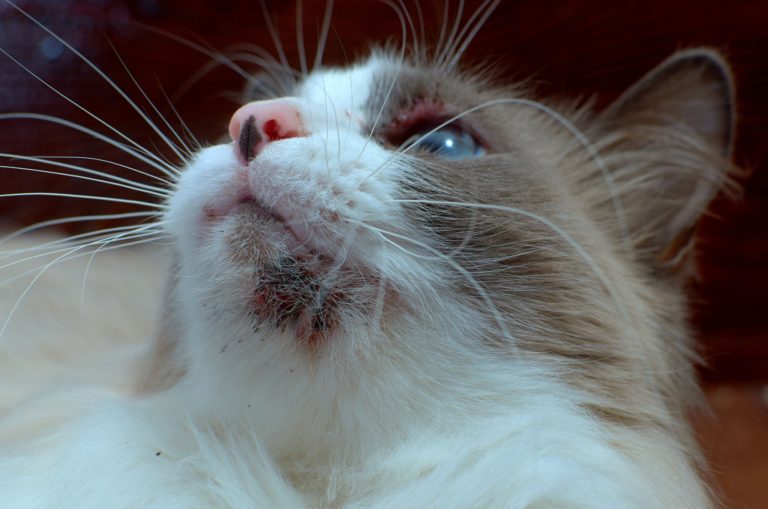 black specks on a cat