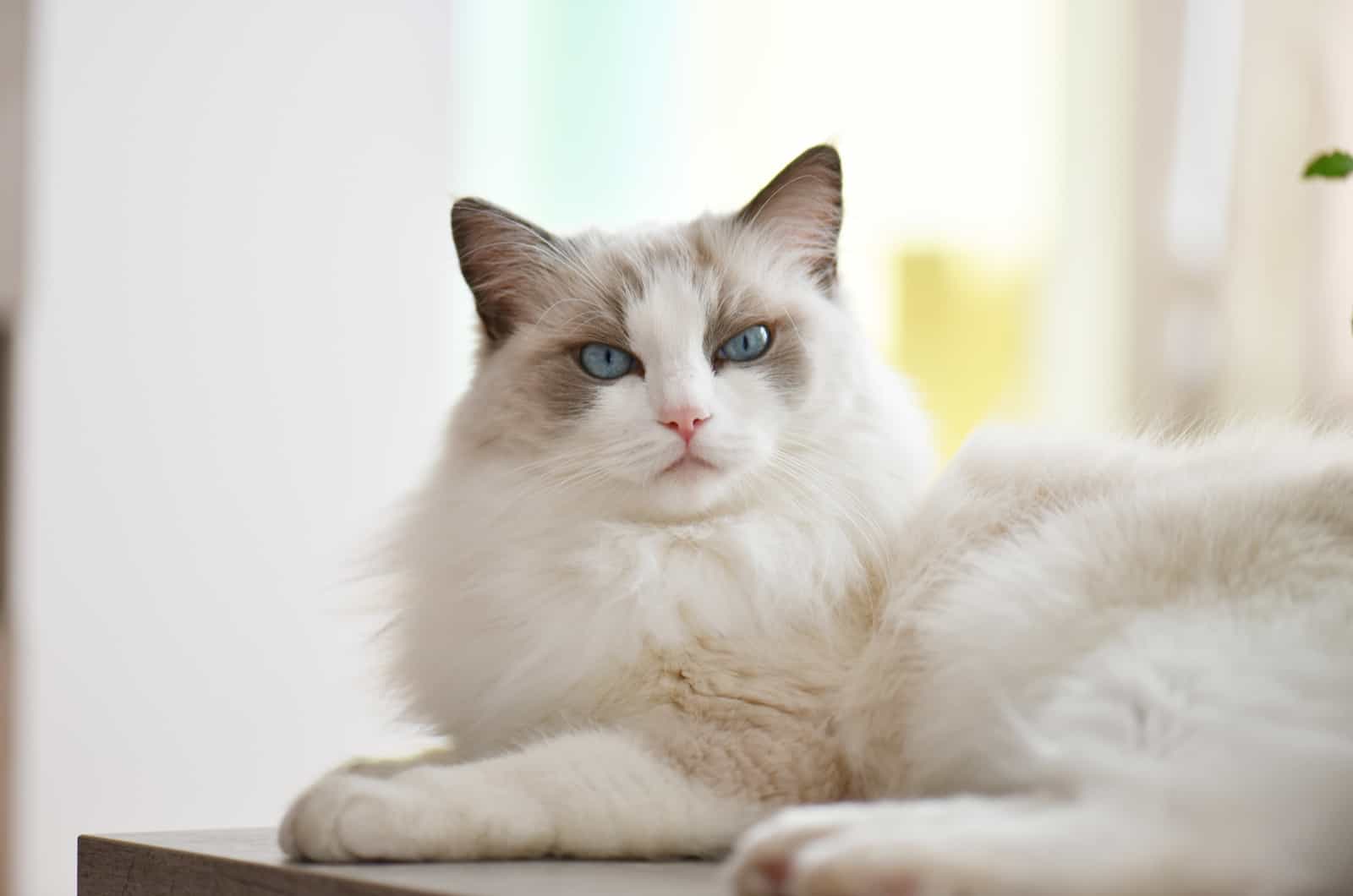 Blue bicolor ragdoll cat chilling on the table at home