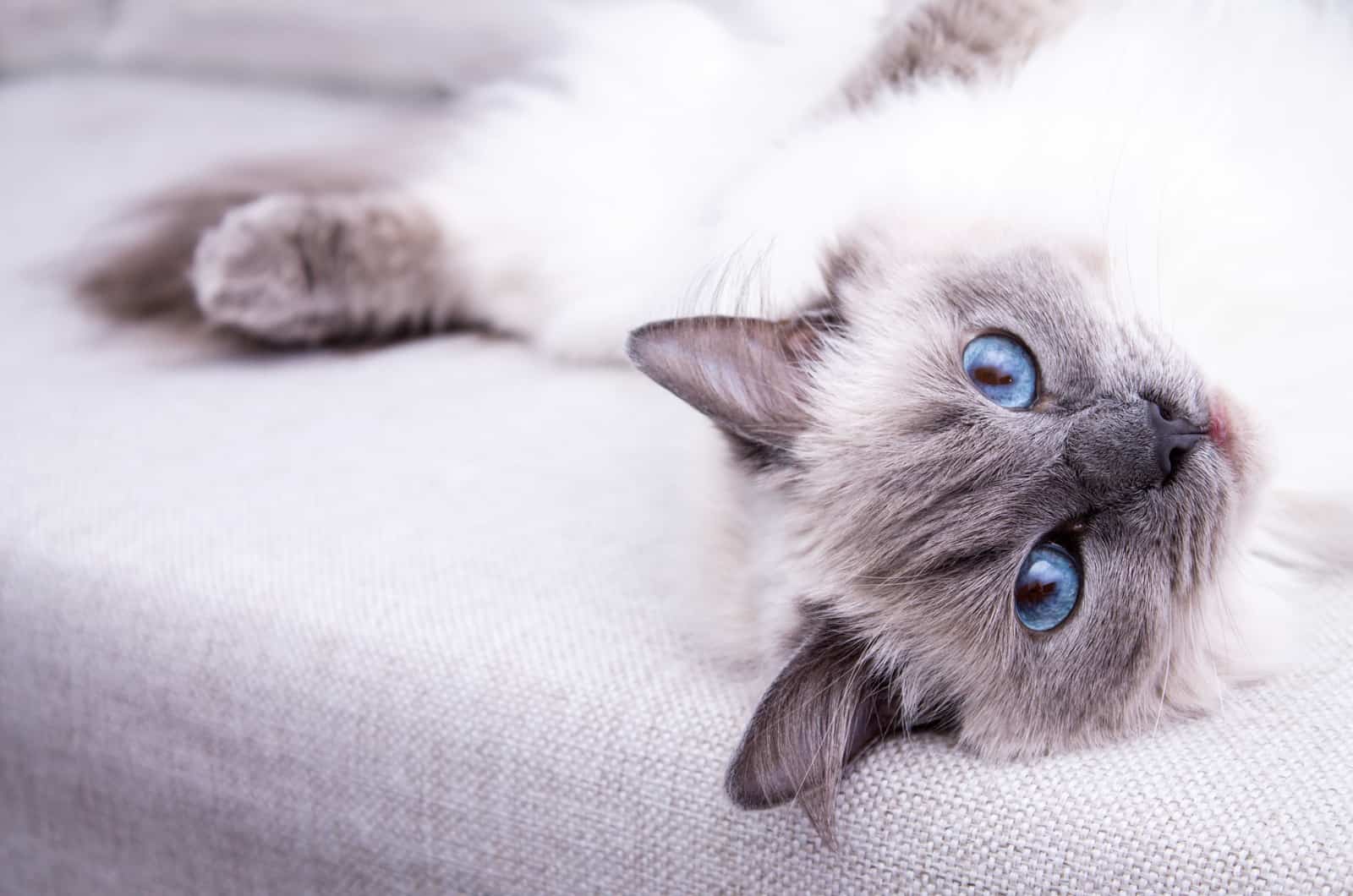 Blue colorpoint Ragdoll cat lying on the couch
