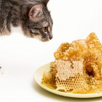 cat smelling honey on plate