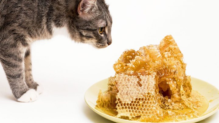 Can Cats Eat Honey? Health Benefits And Side-Effects
