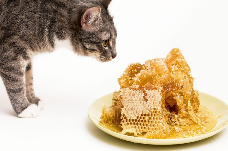 cat smelling honey on plate