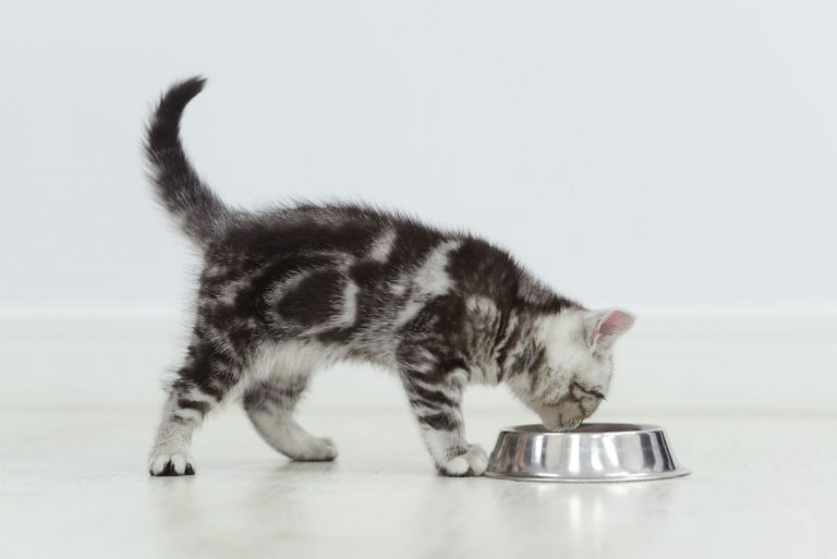 cat eating food from a bowl