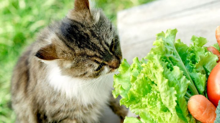Can Cats Eat Lettuce? Is It Safe Or Not?
