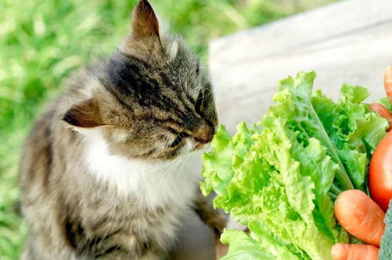 cat sniffing green lettuce outdoor