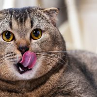 portrait of a beautiful cat licking her lips