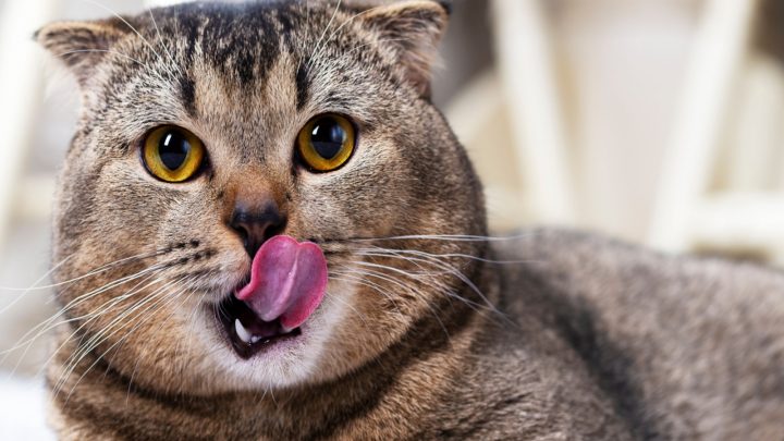 Cat Licking Lips – 11 Possible Reasons For This Behavior
