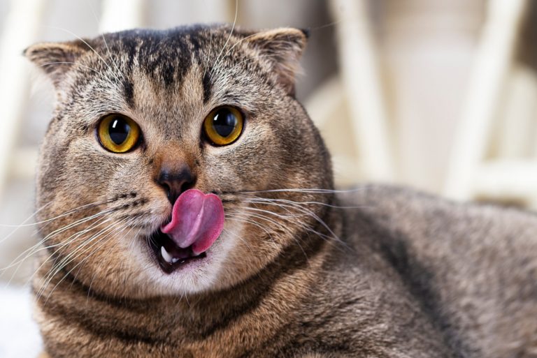 portrait of a beautiful cat licking her lips