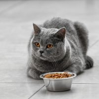 cat sitting in front of a full food bowl