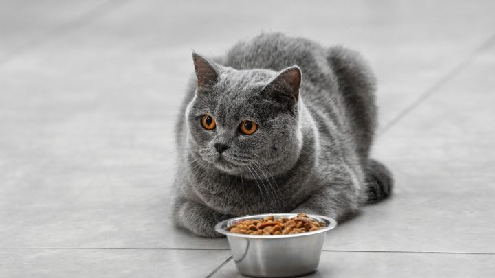 Cat Not Eating Much But Acting Normal: 7 Reasons Why