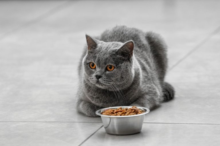 cat sitting in front of a full food bowl