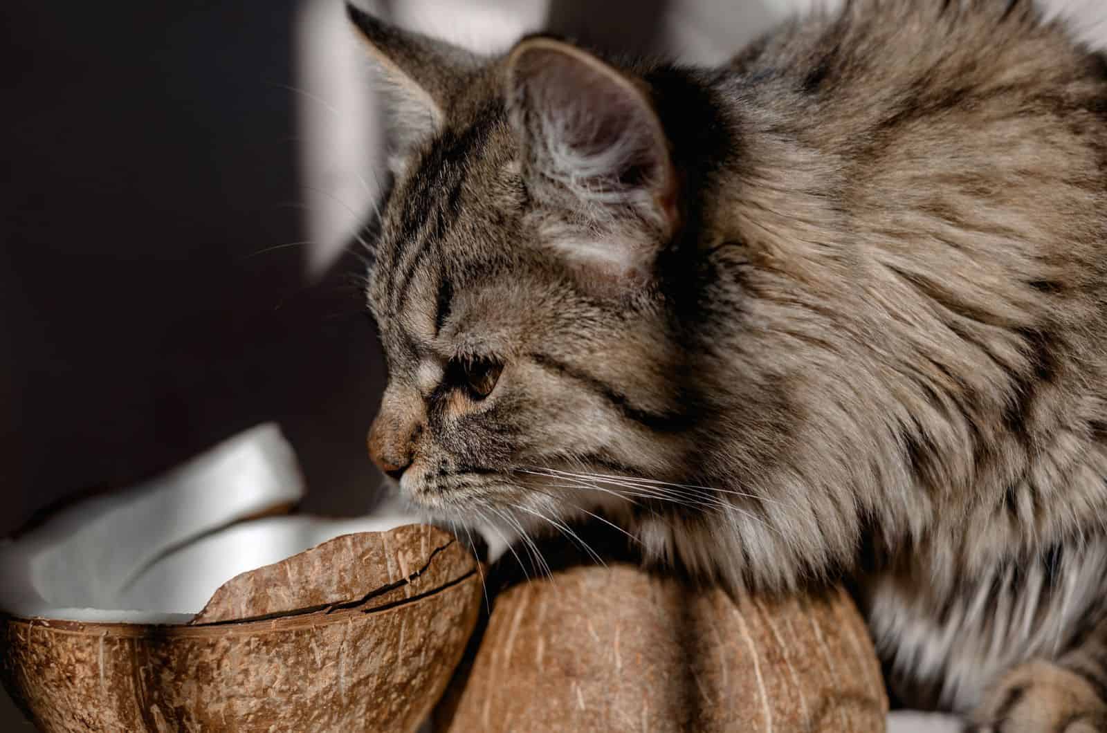 Cat sniffs half coconut