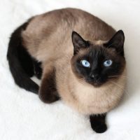 chocolate point siamese cat looking up