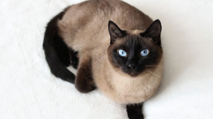 Info And Facts About Chocolate Point Siamese Cat