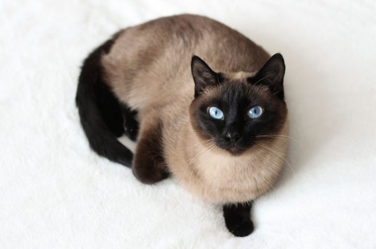 chocolate point siamese cat looking up