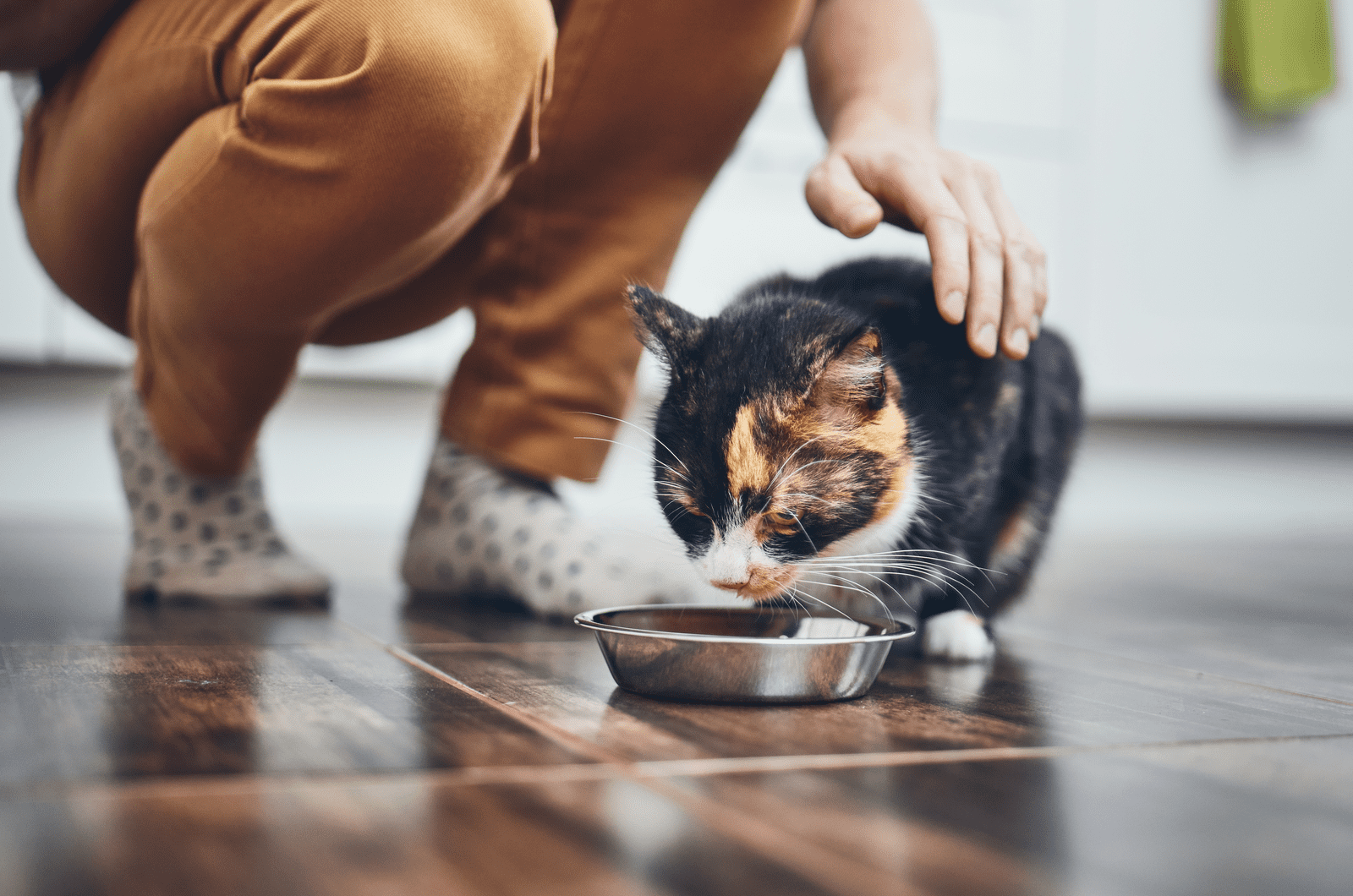 Cute cat eating from bowl at home kitchen.