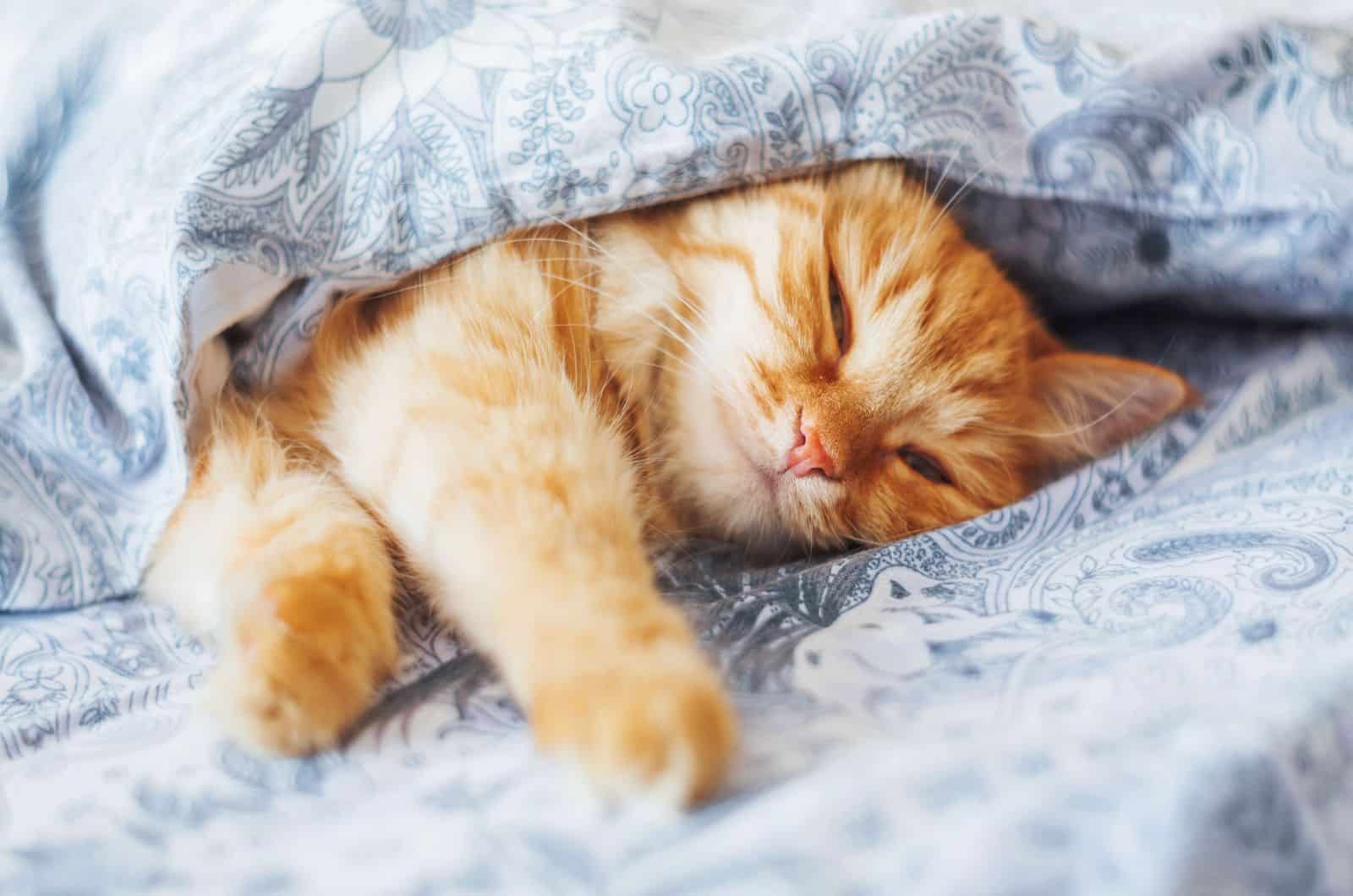 Cute ginger cat lying in bed under a blanket