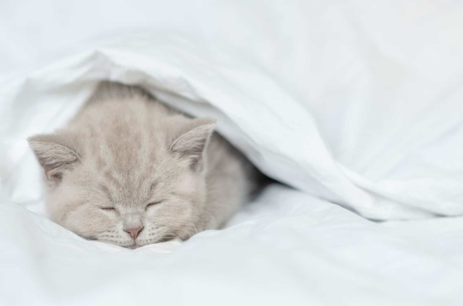 Cute kitten sleeps under blanket on a bed at home