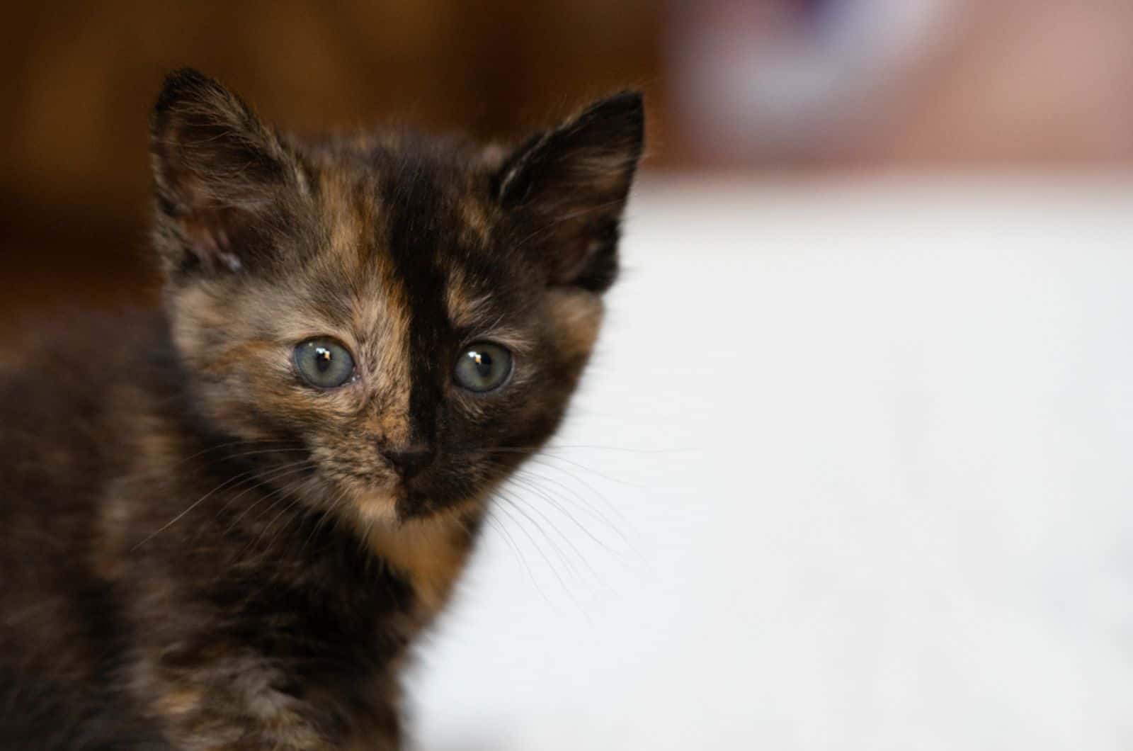 Cute little calico kitten with blue eyes is sitting on the floor