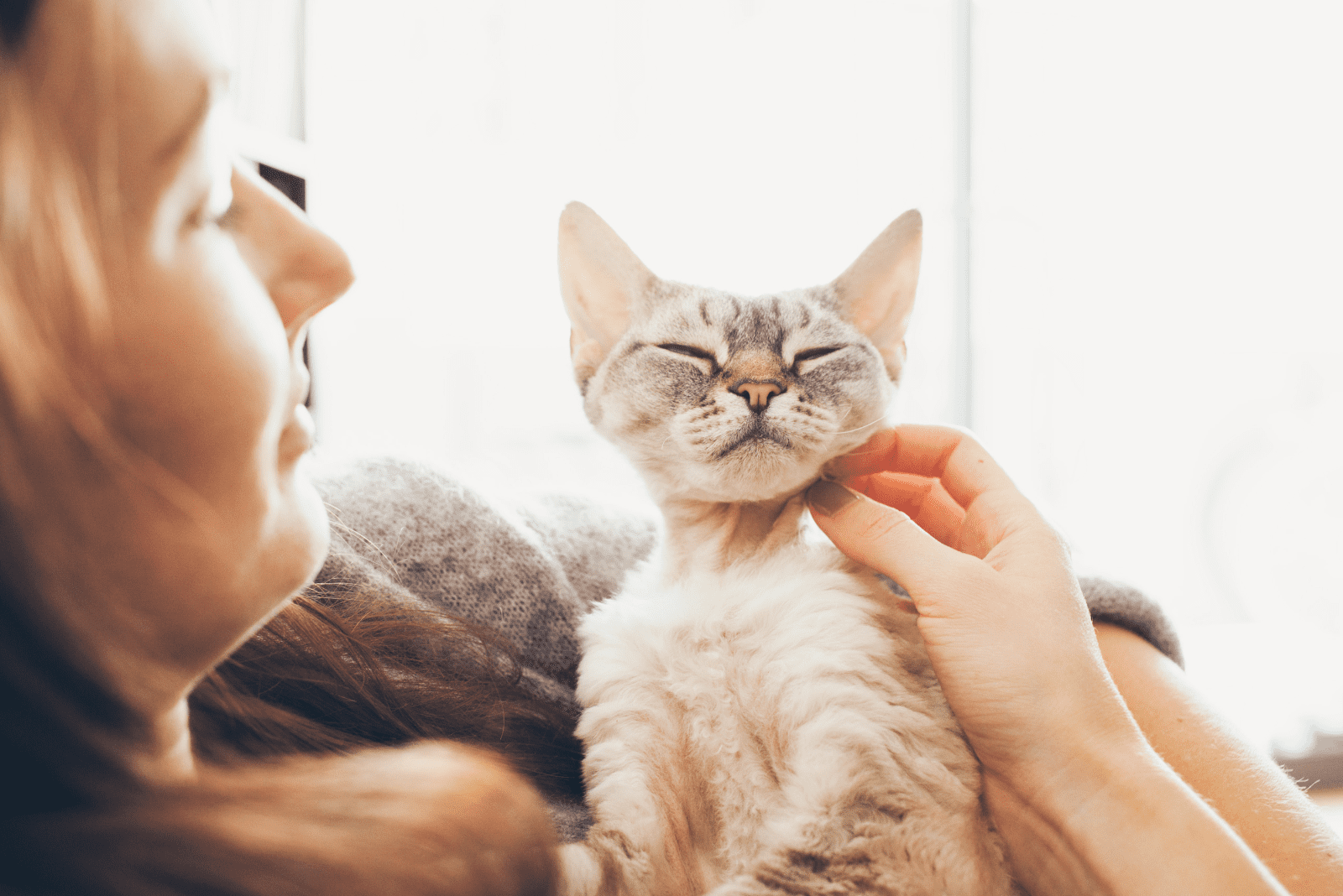 Cute purring Devon Rex cat is laying down and resting on girls arms