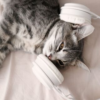 grey cat with blue eyes with white wireless headphones lying