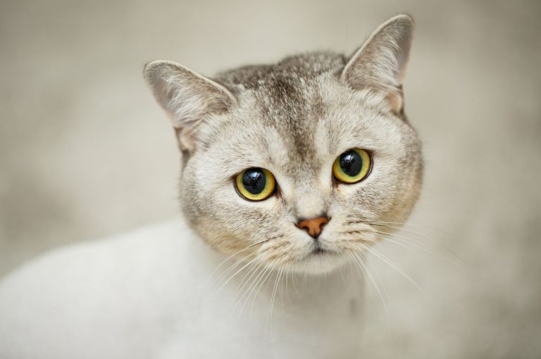 shaved cat looking at camera