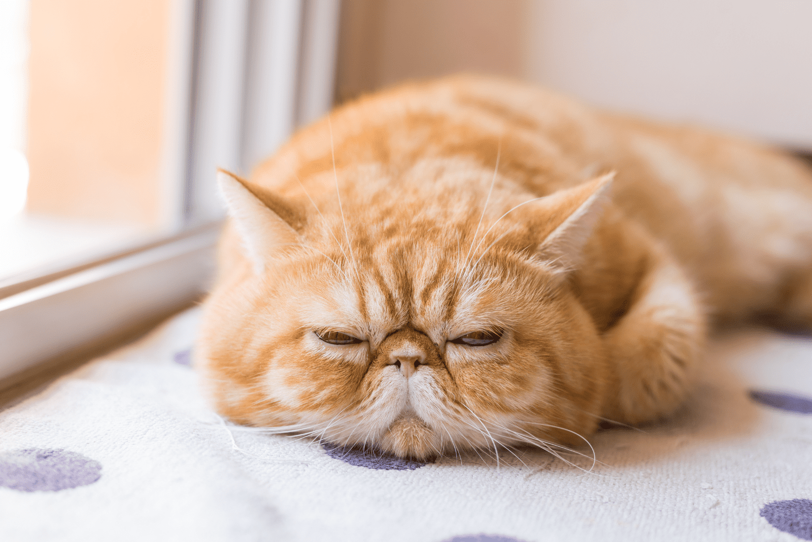 Exotic Shorthair is lying down and resting