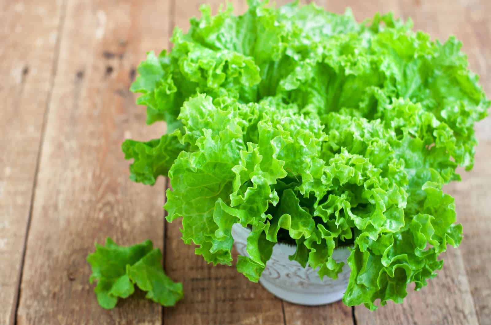 Fresh green lettuce salad in ceramic bowl