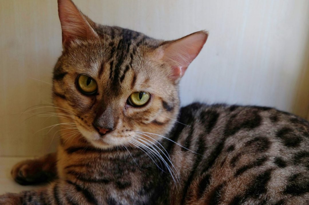 10 Short Legged Cat Breeds Munchkin & The Feline Gang