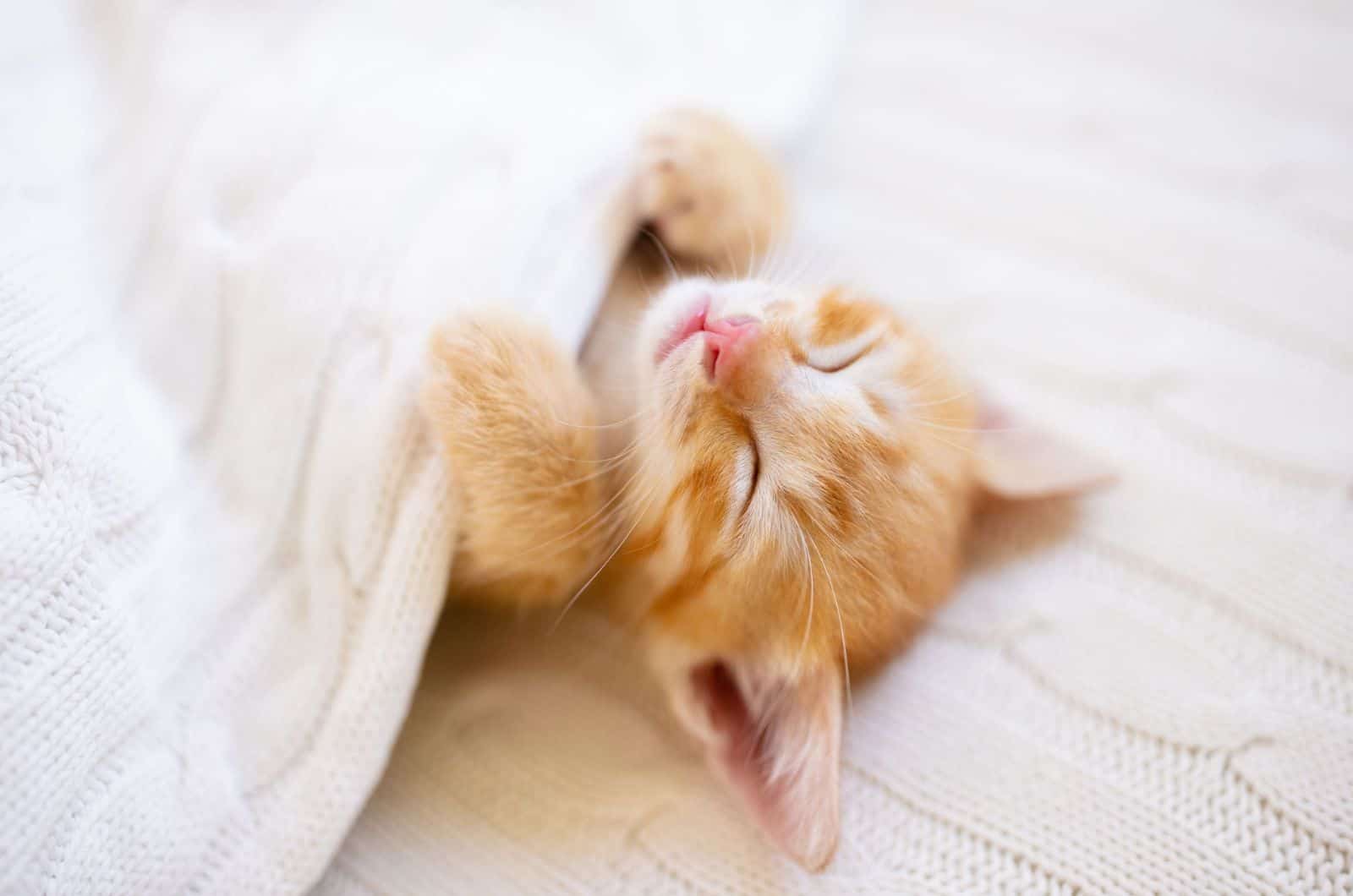  Ginger kitten on couch under knitted blanket