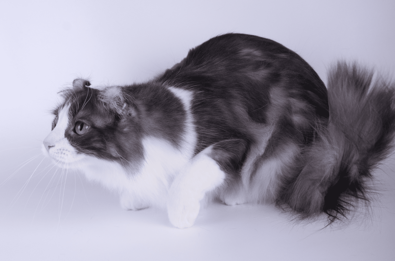 Grey Long Haired Scottish Fold Cat